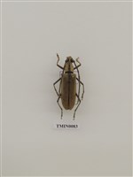 藏品(單條深山天牛)的圖片